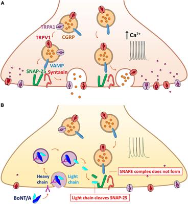 Frontiers Transient Receptor Potential Channels And Botulinum